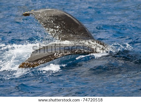 Humpback Whale Splashing Tail in Open Sea