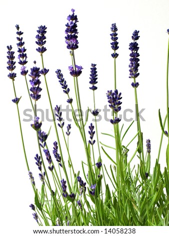 Wedding invitation lavender background elegant stock photo