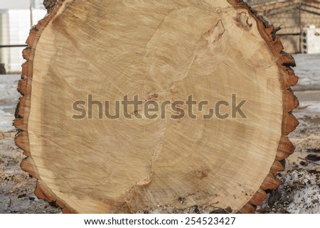 Fresh end cut of very large deciduous tree with tree rings texture with saw marks