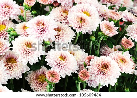 Full frame of beautiful pink Chrysanthemum flowers.