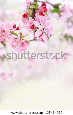 Beautiful spring pink tree blossoms with available copy space.