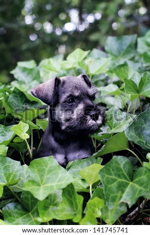 Six week old salt and pepper Mini Schnauzer playing in a bed of ivy. Extreme shallow depth of field with selective focus on puppies face.