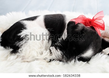 Nine week old parti-colored Mini Schnauzer sleeping on a white fur rug. Extreme shallow depth of field with selective focus on puppies face.
