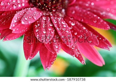 Abstract of a red Gerber daisy macro with water droplets on the petals.. Extreme shallow depth of field.