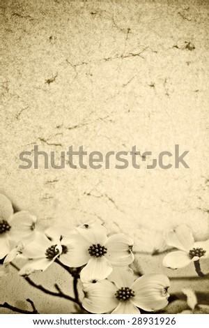 Photo based image of a flower paper texture background in sepia tones.