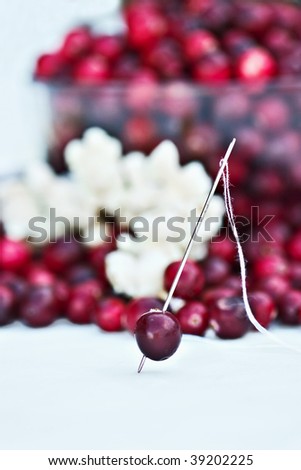A cranberry is ready to be strung with the popcorn to decorate the Christmas tree. Selective focus on needle and cranberry with more cranberries and popcorn in the background.