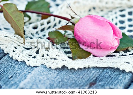 pink rose flower wallpaper. Light Pink Rose Wallpaper
