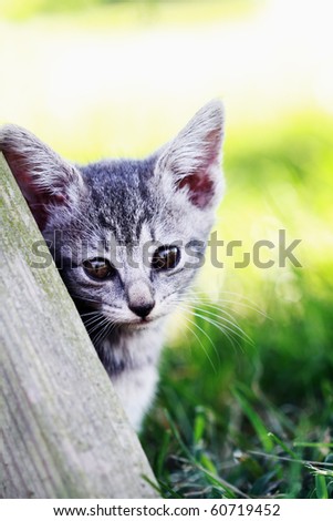 Little kitten leans against an old picnic table and making eye contact. Shallow DOF with selective focus on kittens face.