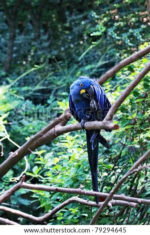 Hyacinth Macaw. The Hyacinth macaw is listed as an endangered species due to loss of habitat and collection for the illegal pet trade. Extreme shallow depth of field with selective focus on macaw.