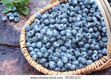 Fresh picked organic blueberries in a basket on a rustic slate background. Shallow depth of field with some blur on handle.