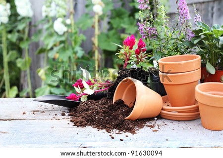 Rustic table with flower pots, potting soil, trowel and plants in front of an old weathered gardening shed.
