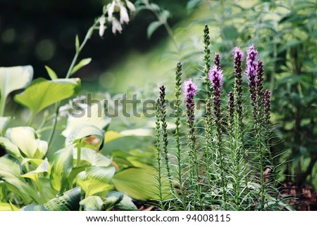 Beautiful garden in the morning light with Blazing Star (Liatris) flowers and hostas in the background.