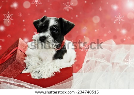 Cute little black and white Mini Schnauzer puppy peeping out of a beautiful red festive Christmas present. Extreme shallow depth of field with selective focus on puppies face.