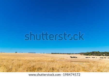 Rural scene in the Australian bush with cows