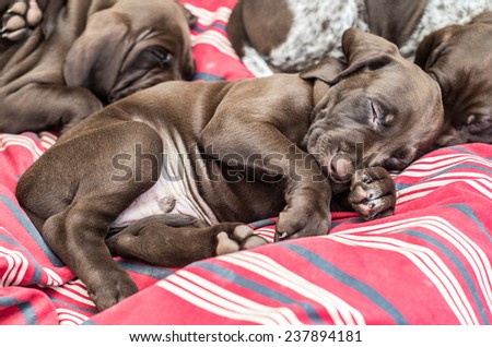 German Shorthaired Pointer (GSP) puppies at the age of 6 weeks.  GSPs are popular both as family pets and as capable hunting and retrieving dogs.