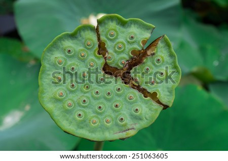 Dried seed pod of a lotus flower, Latin name nelumbo nucifera, also known as Indian lotus or sacred lotus.