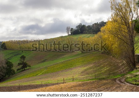 Graceful arc of poplar trees in autumn, in the Dandenong Ranges (colloquially  known as the Dandenongs) on the eastern edge of Melbourne, Australia