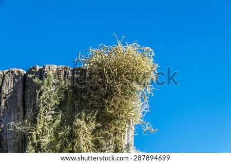 Sage-green lichen covering a weathered fence post in the Great Dividing Range in rural Victoria, Australia