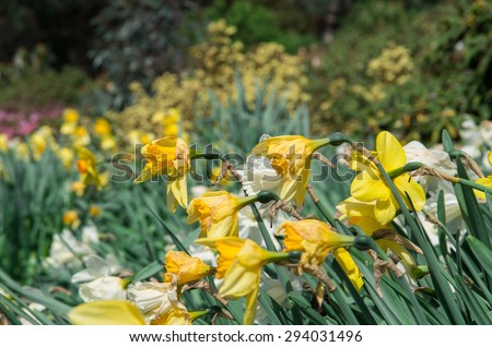 Yellow daffodils in the background, with out of focus yellow and white flowers in the background.