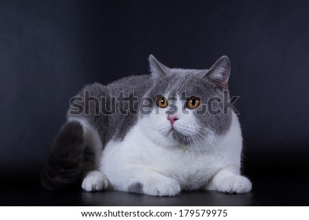British grey white cat isolated