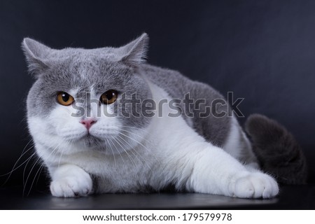 British grey white cat isolated