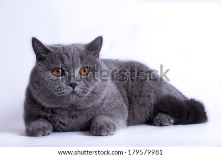 British gray cat isolated