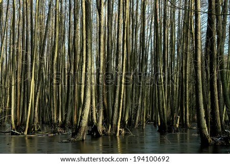 Trees in the swamp, tree trunks