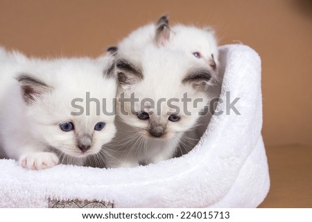 Sacred cat,cats, kittens, tibetan monks, back background, blue eyes, isolated