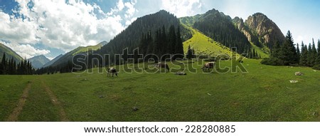Green meadows, alpine meadows, cow, mountains of Asia, panorama