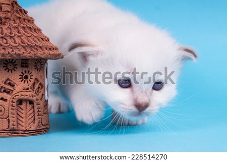 Sacred cat,kittens, tibetan monks, blue background, blue eyes, isolated