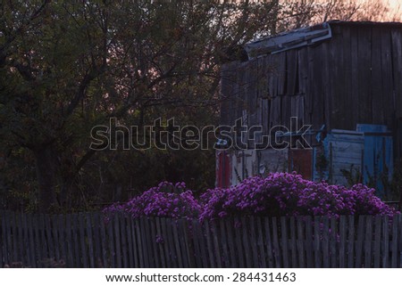 purple flowers at dusk, fence