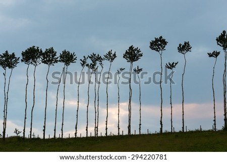 pandanus trees, thin tall trees