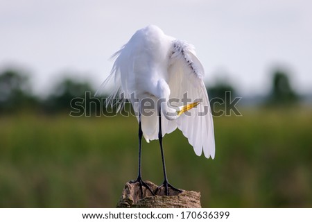 Egret chasing his tail