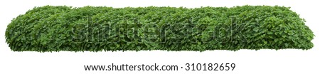 Beautiful green fresh ornamental wild hedge isolated on white background (very large)