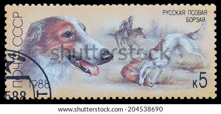 USSR - CIRCA 1988: A stamp printed in USSR, shows Russian Borzoi, series Hunting dogs, circa 1988