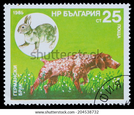 BULGARIA - CIRCA 1985: A stamp printed in Bulgaria, shows German marriage, series Hunting dogs, circa 1985