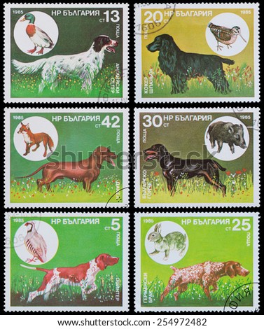 BULGARIA - CIRCA 1985: A stamp printed in Bulgaria, shows hunting dogs, circa 1985