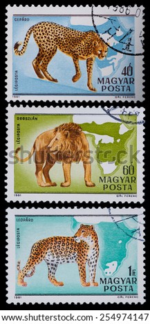 HUNGARY - CIRCA 1981: The postal stamp printed in HUNGARY shows wild cats, series wild animals, circa 1981