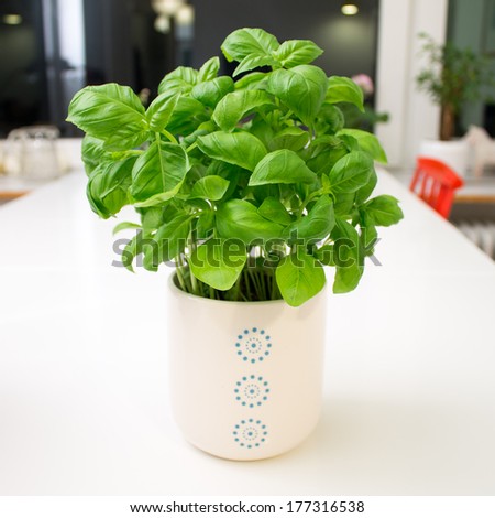 Basil plant in white flower pot with blue dots isolated on white