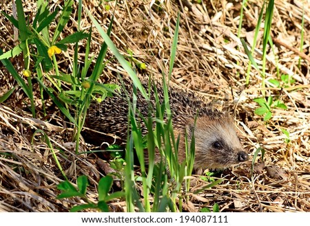 Hedgehog in search of food