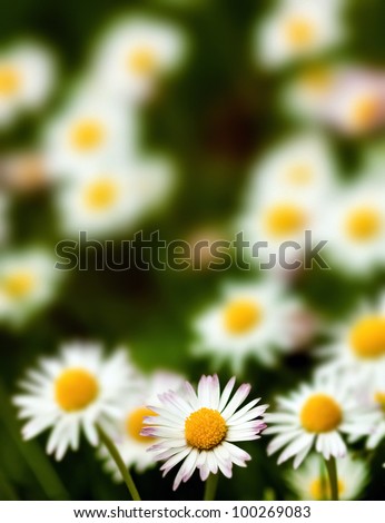 Many daisies in a meadow