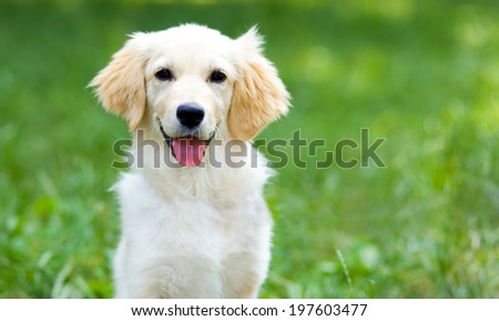 Cute golden retriever puppy