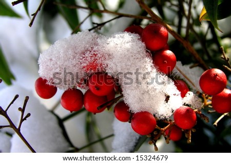 Snow on red winter berries