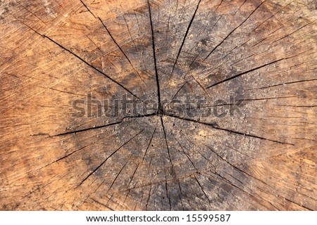 Tree cracked ring details.