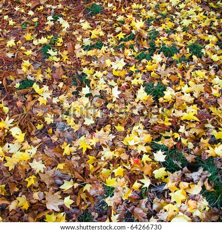 Ground covered with leaves