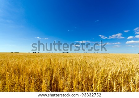 Golden colorful crop meadow under a blue vivid sky