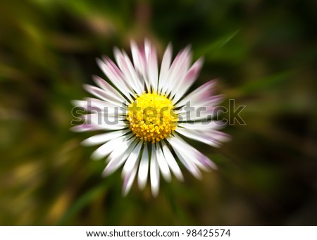 Macro of a beautiful daisy - zoom effect