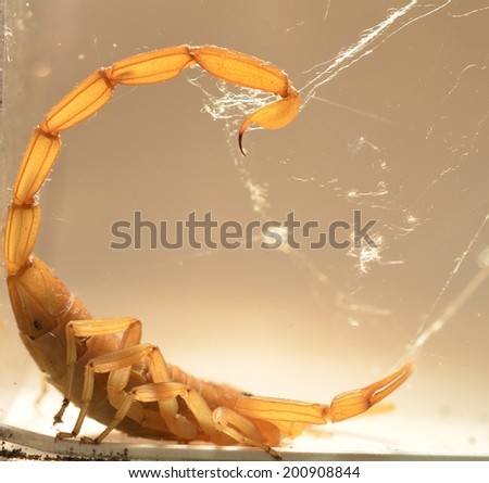 Scorpion tangled in black widow spider web