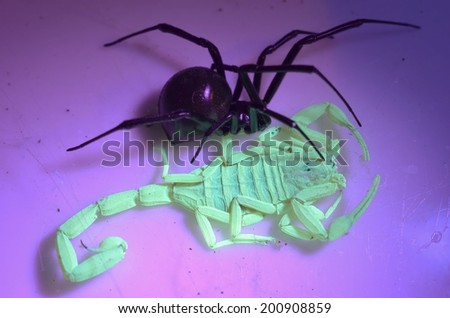 Scorpion and black widow under black(UV)light
