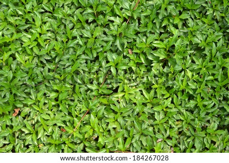 Ground cover green and lush  Forest covered land Beautiful skin naturally